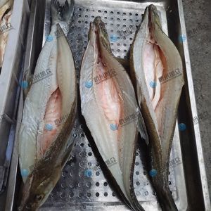 旭眾二枚開片殺魚機，翹嘴魚開背切片